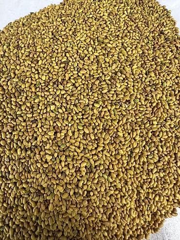 чеснок каракол: Семена: Люцерна элита 99% всхожесть, 100%чистый, высоко урожайный — 2