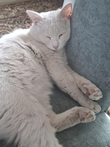 коша: Кошка даром: Беспородная, 2 года, Мальчик, С прививками — 4