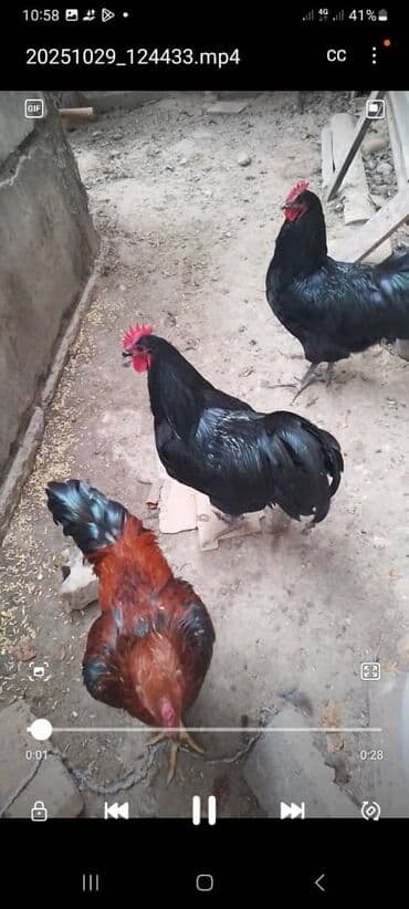 Продаю | Петух