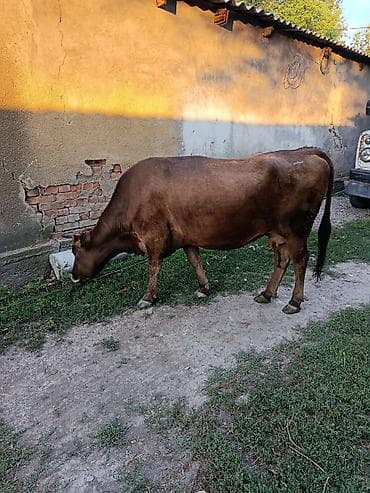 Продаю | Корова (самка) | Для молока — 1