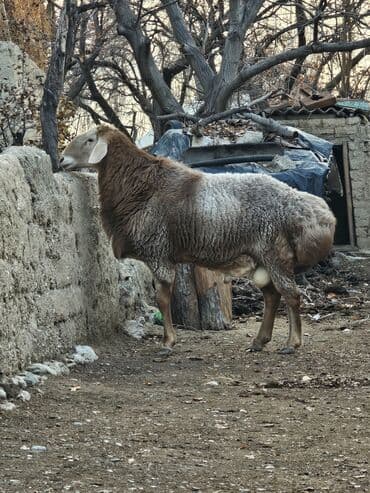 домашние тоок: Продаю | Баран (самец) | Для разведения | Осеменитель — 3