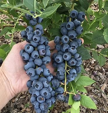поделки на осень: Саженец голубики сорт с крупными гроздьями ягод - Тип: садовый — 1