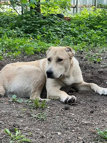 алабай самка: Собака даром: Алабай, 10 месяцев, Самка, С прививкой — 4