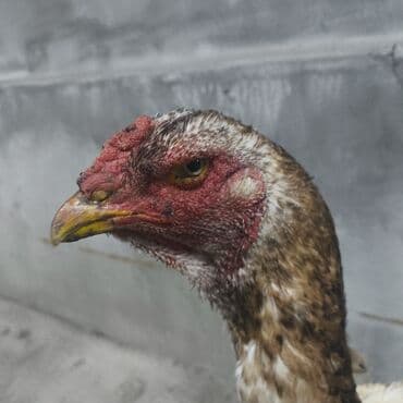 Продаю | Петух, Куры | Бойцовая | Для разведения