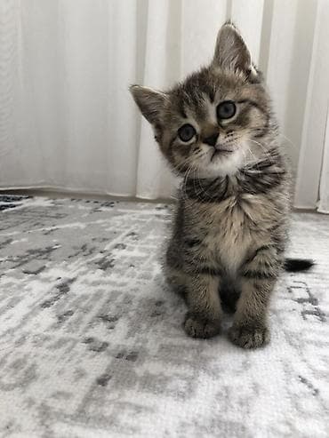 котик 1 месяц: Кошка даром: Беспородная, 1 месяц, Девочка, Приучена к лотку — 2