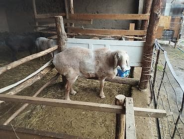 молодой: Продаю | Овца (самка) | Для разведения | Племенные — 4