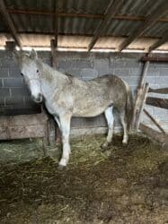 продажа щенков немецкой овчарки с документами в бишкеке: Продаю | Кобыла (самка) | На забой — 3