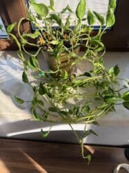 диффенбахия купить: Продаю в ассортименте цветы из личной коллекции. Все взрослые, мощная — 16