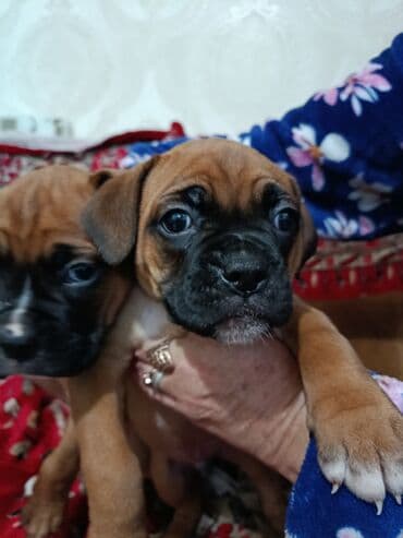 Порода: боксер, щенки Окрас: рыжий с черной маской, белые отметины