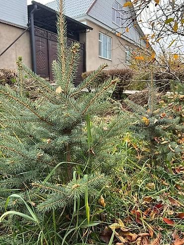 воды: Саженцы деревьев: Ели — 4