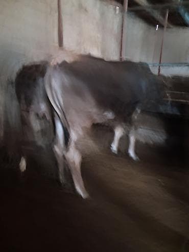 корм бройлерам: Продаю | Бык (самец) | На откорм | Привязанные — 2