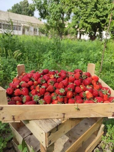 работа упаковщика бишкек: Кулпунай — 1