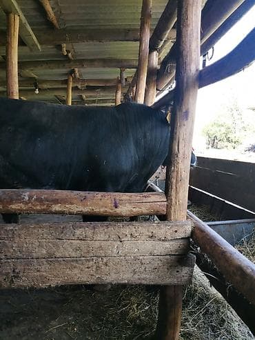 крупные собаки: Продаю | Бык (самец) | Абердин-ангус | Для разведения | Осеменитель — 5