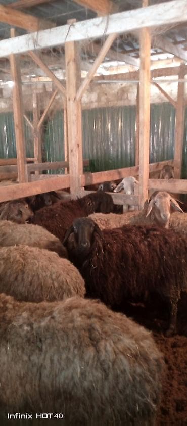 ургачы ит: Сатам | Кочкор (эркек) | Союуга — 7