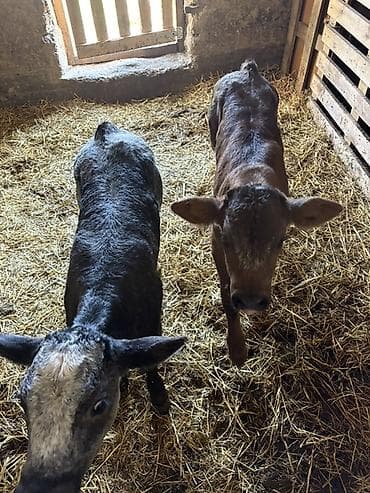 ласка купить: Продаю | Корова (самка), Бык (самец) | Бельгийская | На откорм | Искусственник — 3