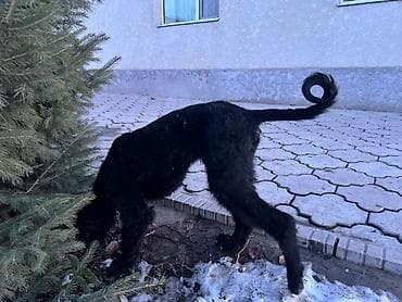 рабочий лайка: Тайган, 4 месяца, Самка, С прививкой — 2