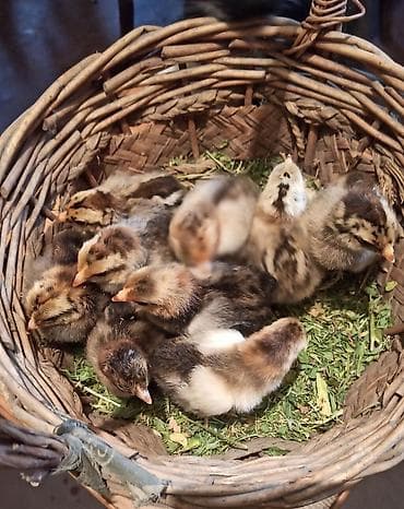 Башка жаныбарлар: Инкубационные услуги на савремном оборудование инкубируем для — 10