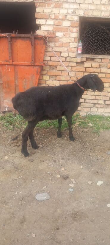 кормовая соль для животных: Продаю | Овца (самка) | Для разведения | Племенные — 4