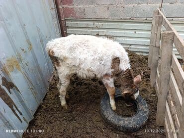 соль для животных: Продаю | Музоо, торпок | Полукровка | Для молока — 1