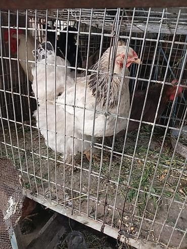 инкуб: Продаю | Петух | Домашняя | Несушки — 5
