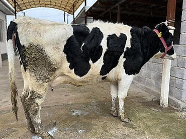 сүт багытындагы уй: Сатам | Уй (ургаачы) | Аргын | Сүт алуу үчүн — 3