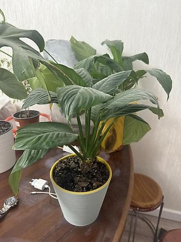 Монстерлер: Комнатные растения в горшках – набор. Состав: - Спатифиллум — 2