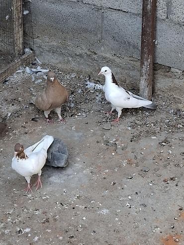 брама изабель: Голуби домашние, декоративно-летные породы, разного окраса. Описание — 9