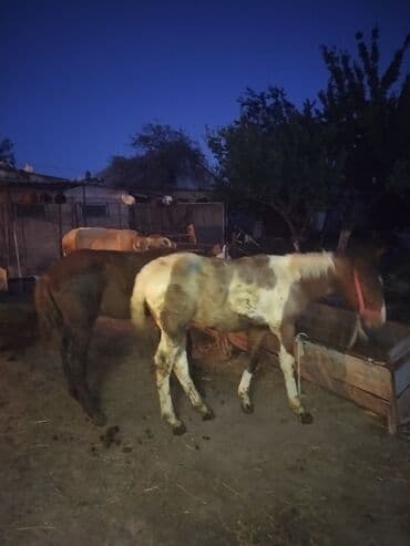 собака доберман цена: Продаю | Жеребенок | Для разведения — 1