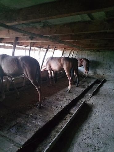 продаю кабыла: Продаю | Кобыла (самка) | Дончак — 1