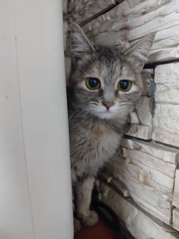 котенка в добрые руки: Ищем дом котёнку. Мальчик. Привезём сами — 4