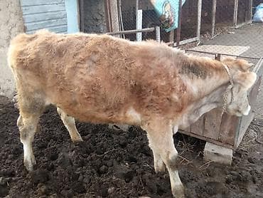 покупаем: Продаю | Тёлка, Музоо, торпок | На откорм, На забой, Для разведения | Искусственник — 6