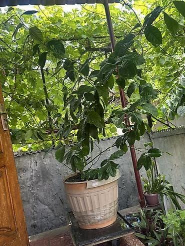 Крупное комнатно-садовое растение в горшке - Вид: лиана