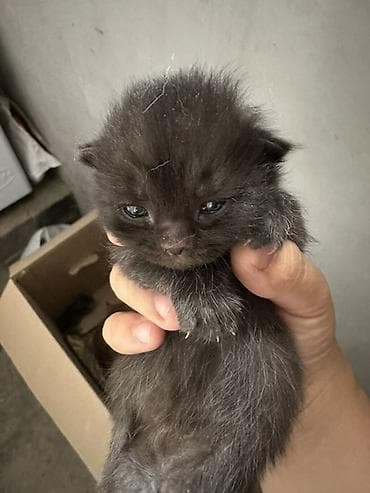На продажу котята Скотиш Фолд (Вислоухие) 1 месяц . Цена договорная — 1