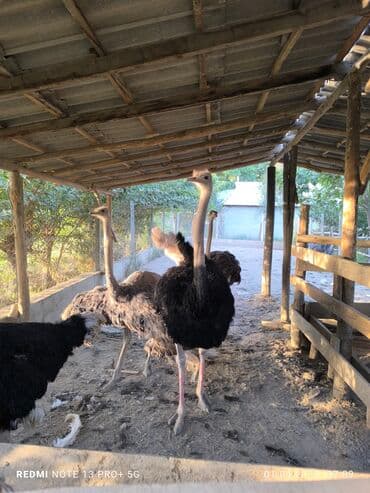 Молодые страусы разных окрасов, включая черных и серо-коричневых