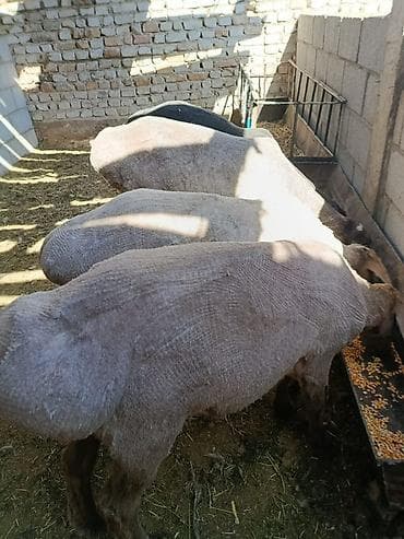 Продаю | Баран (самец) | На забой | Кастрированные