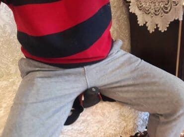 продажа домашних животных: Массажный ээр тоокумдар сатылат
оптом и в розницу — 3