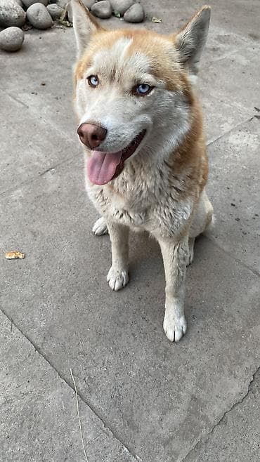 щенок хаски бесплатно: Хаски, 1 месяц, Самка — 3