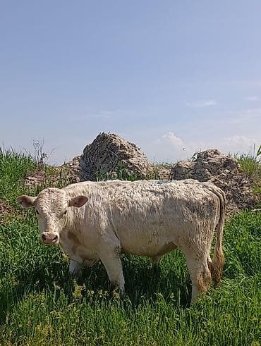 айрширская корова купить: Продаю | Бык (самец) | Аулиекольская | На откорм | Племенные — 2