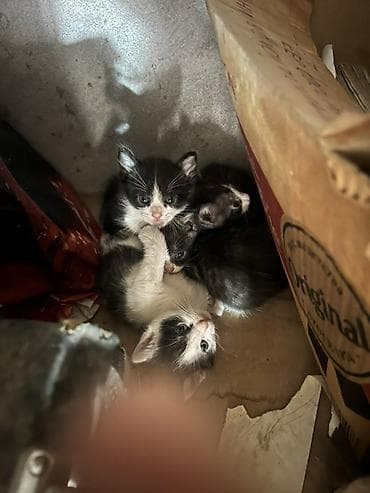 мышык бекер: Отдам даром !!!! 3 котёнка Черно-белые котята, помёт из нескольких — 2