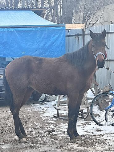 бойка эр: Сатам | Байтал | Жумушка | Мерин — 2