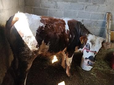 натуральный мёд: Продаю | Корова (самка) | Полукровка | На откорм | Привязанные — 3