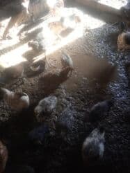 куры бишкек: Продаю цыплят — 1