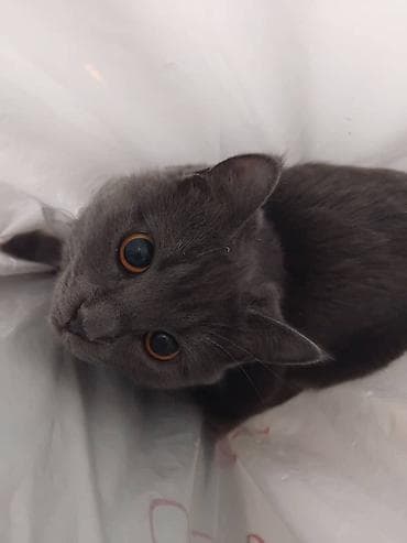 Продажа кошек: Отдам кошечку в добрые и заботливые руки. Возраст 5–6 месяцев — 3