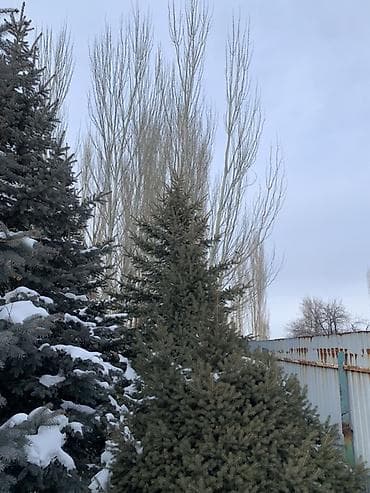 мойка высокого давления: Ель голубая (Picea pungens), крупномеры для озеленения участков. - — 4