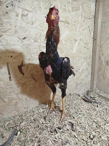 дакан цыпленок: Продаю | Петух — 6