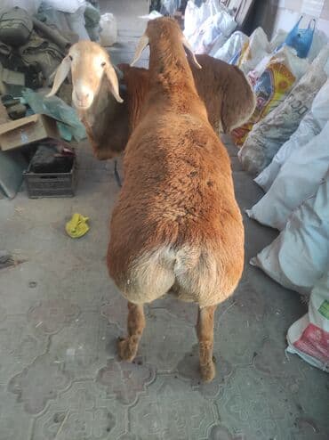 Собаки: Продаю | Овца (самка) | Для разведения | Племенные — 3