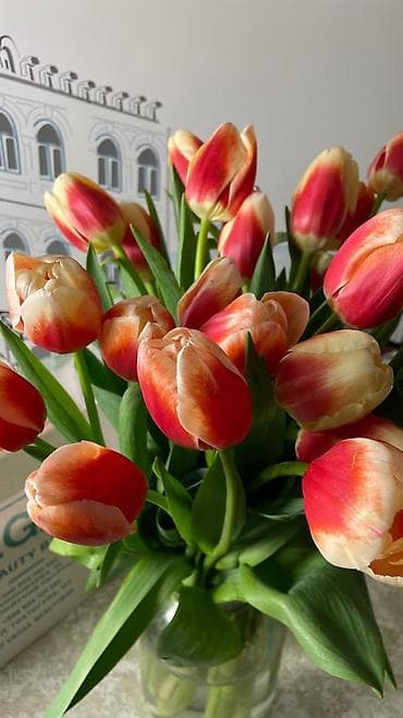 оптом клубника: Рассада цветка: Тюльпаны, Самовывоз — 4