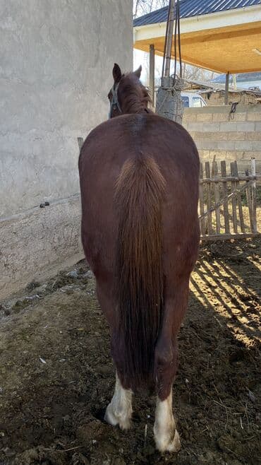 Иттер: Сатам | Байтал | Аргын | Жумушка — 1