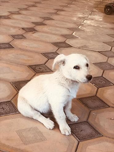 самые дешевые собаки: 2 месяца, Самец, С прививкой — 2