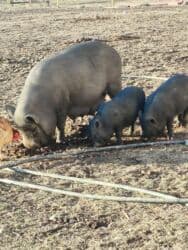 домик для кошка: Продаю | Поросенок | Вьетнамская вислобрюхая | Для разведения | Племенные — 8